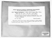 Orbilia xanthostigma image